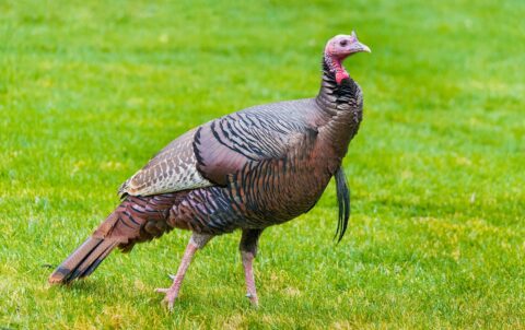 2025 Kaş Rehberi: Kaş Beachleri Deneyimi - Mumi Beach