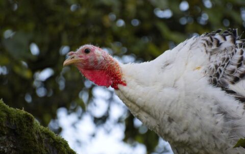 2025 Kaş Rehberi: Kaş'ta Kahvaltı Deneyimi - Mumi Beach