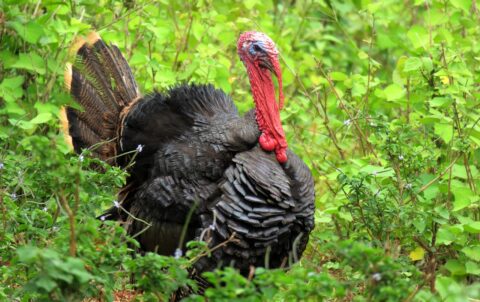 2025 Kaş Rehberi: Kaş Izgıra Deneyimi - Mumi Beach