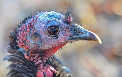 2025 Kaş Rehberi: Kaş Kahvaltı Yeri Deneyimi - Mumi Beach