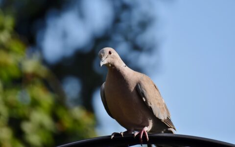 2025 Kaş Rehberi: Kaş Mekan Deneyimi - Mumi Beach