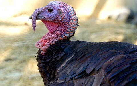 2025 Kaş Rehberi: Kaş Ocakbaşı Deneyimi - Mumi Beach