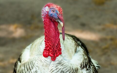 2025 Kaş Rehberi: Kaş Restoranları Deneyimi - Mumi Beach
