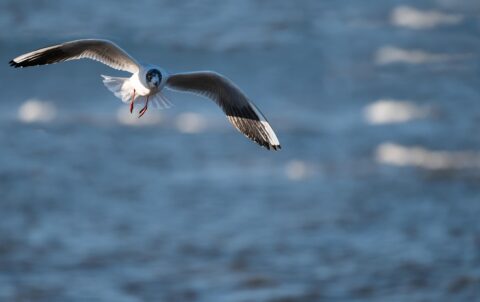 Hokka Cafe Kaş İçin Kaş’ta Mutlaka Gidilmesi Gereken Yerler - Mumi Beach