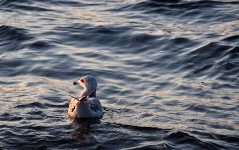 kaş rakı mekanları İçin Tavsiyeler – Kaş’ta En Popüler Mekanlar - Mumi Beach