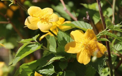 Xanthos Antik Kenti: Likya’nın Başkentinde Bir Gün